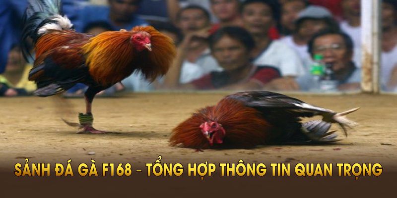 Sảnh đá gà F168 – tổng hợp thông tin quan trọng dành cho bạn